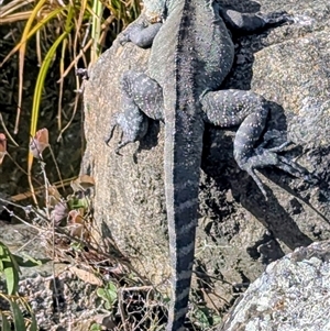Intellagama lesueurii howittii (Gippsland Water Dragon) at Acton, ACT - 4 Sep 2025 by HelenCross