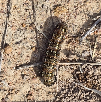 Apina callisto (Pasture Day Moth) at Mawson, ACT - 4 Sep 2025 by Mike
