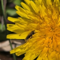 Lasioglossum (Homalictus) sp. (genus & subgenus) (Furrow Bee) at Mawson, ACT - 4 Sep 2025 by Mike