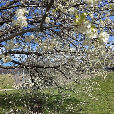 Pyrus calleryana (Callery Pear) at Mawson, ACT - 4 Sep 2025 by Mike