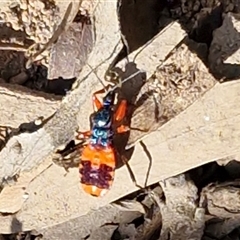 Ectomocoris ornatus (A ground assassin bug) at Goulburn, NSW - 4 Sep 2025 by trevorpreston