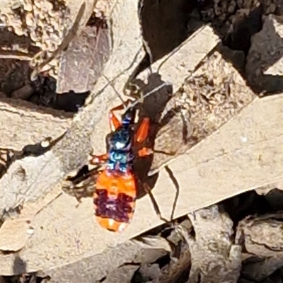 Ectomocoris ornatus (A ground assassin bug) at Goulburn, NSW - 4 Sep 2025 by trevorpreston