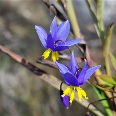 Stypandra glauca (Nodding Blue Lily) at Goulburn, NSW - 4 Sep 2025 by trevorpreston