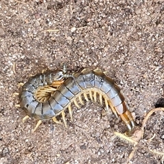 Cormocephalus aurantiipes (Orange-legged Centipede) at Goulburn, NSW - 4 Sep 2025 by trevorpreston