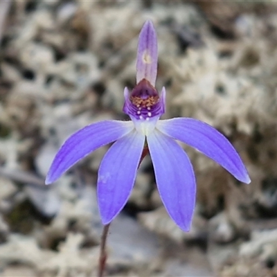Caladenia caerulea (Blue Fingers, Blue Fairies) at Goulburn, NSW - 4 Sep 2025 by trevorpreston