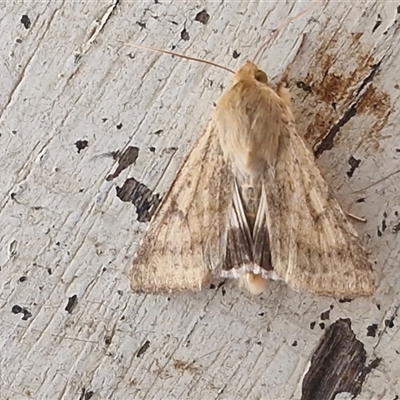 Helicoverpa (genus) (A bollworm) at Goulburn, NSW - 4 Sep 2025 by trevorpreston