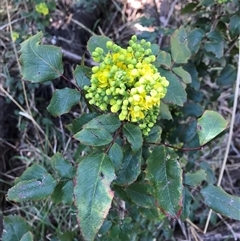 Berberis aquifolium (Oregon Grape) at Lawson, ACT - 2 Sep 2021 by rainer