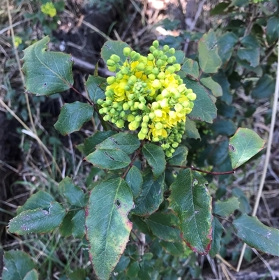 Berberis aquifolium (Oregon Grape) at Lawson, ACT - 2 Sep 2021 by rainer