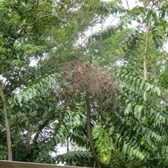 Polyscias nodosa at Smithfield, QLD - 4 Sep 2025 by JasonPStewart