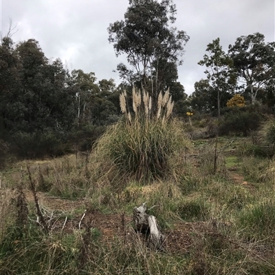 Cortaderia selloana (Pampas Grass) at Bruce, ACT - 5 Sep 2021 by rainer