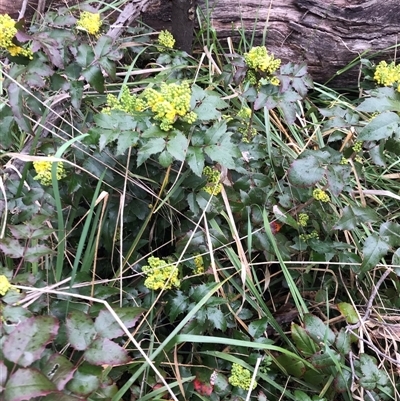 Berberis aquifolium (Oregon Grape) at Bruce, ACT - 5 Sep 2021 by rainer