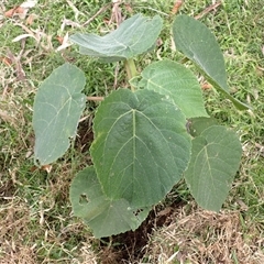 Dendrocnide excelsa (Stinging Tree) at Jamberoo, NSW - 2 Sep 2025 by plants