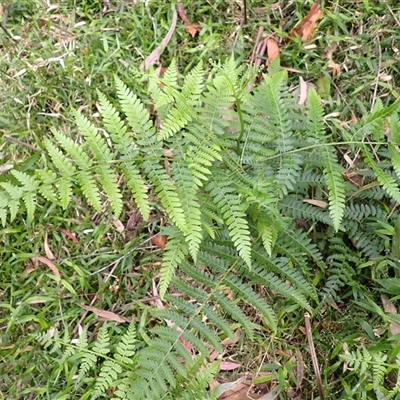 Hypolepis muelleri (Harsh Ground Fern, Swamp Bracken) at Jamberoo, NSW - 2 Sep 2025 by plants