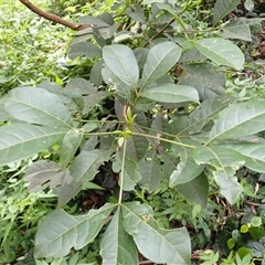 Melicope micrococca (Hairy-leaved Doughwood, White Euodia) at Jamberoo, NSW - 2 Sep 2025 by plants