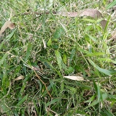 Panicum pygmaeum (Pygmy Panic, Dwarf Panic) at Jamberoo, NSW - 2 Sep 2025 by plants