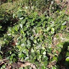 Piper hederaceum var. hederaceum (Giant Pepper Vine) at Jamberoo, NSW - 2 Sep 2025 by plants