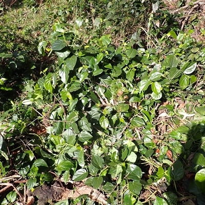 Piper hederaceum var. hederaceum (Giant Pepper Vine) at Jamberoo, NSW - 2 Sep 2025 by plants