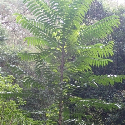 Polyscias murrayi (pencil cedar) at Jamberoo, NSW - 2 Sep 2025 by plants