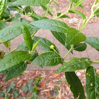 Solanum stelligerum (Devil's Needles) at Jamberoo, NSW - 2 Sep 2025 by plants