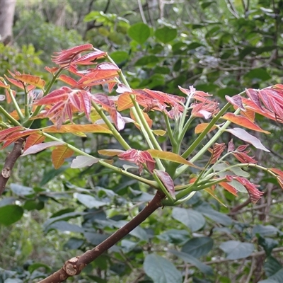 Toona ciliata (Red Cedar) at Jamberoo, NSW - 2 Sep 2025 by plants