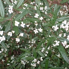 Zieria smithii at Jamberoo, NSW - 2 Sep 2025 10:20 AM