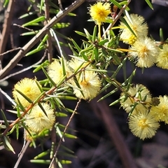 Acacia ulicifolia (Prickly Moses) at O'Malley, ACT - 4 Sep 2025 by Mike