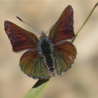 Paralucia crosbyi (Violet Copper Butterfly) at  - suppressed by Christine
