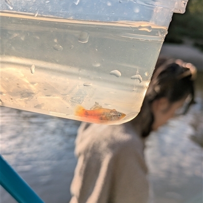 Xiphophorus maculatus (Platy) at Alderley, QLD - 3 Sep 2025 by DougT