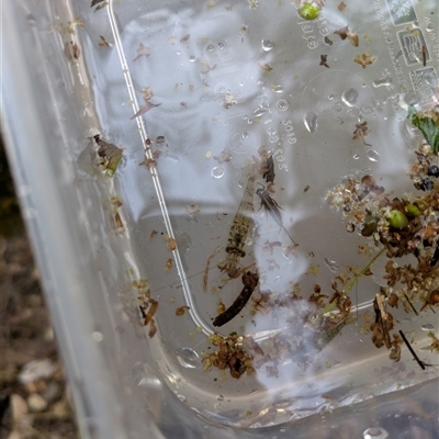 Macrobrachium australiense at Brookfield, QLD - 2 Sep 2025 by DougT