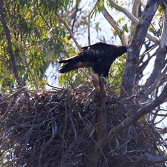 Aquila audax (Wedge-tailed Eagle) at Yarrow, NSW - 1 Sep 2025 by jb2602