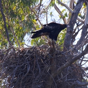 Aquila audax (Wedge-tailed Eagle) at Yarrow, NSW - 1 Sep 2025 by jb2602