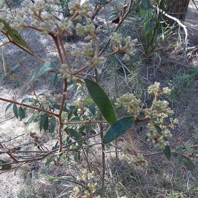 Pomaderris lanigera (Woolly Pomaderris) at  - suppressed by SandraH