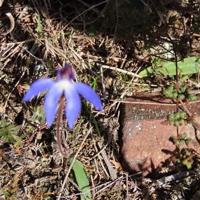 Caladenia caerulea (Blue Fingers, Blue Fairies) at Lower Borough, NSW - 4 Sep 2025 by SandraH