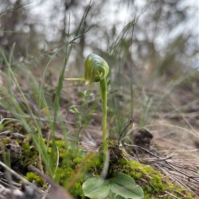 Pterostylis nutans (Nodding Greenhood) at Acton, ACT - 4 Sep 2025 by LeahColebrook
