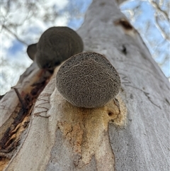 Unverified Fungus at Cook, ACT - 4 Sep 2025 by LeahColebrook