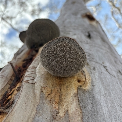 Unverified Fungus at Cook, ACT - 4 Sep 2025 by LeahColebrook