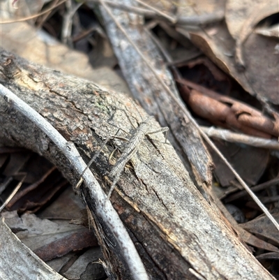 Zaprochilus australis (Twig-mimic katydid) at Acton, ACT - 4 Sep 2025 by LeahColebrook