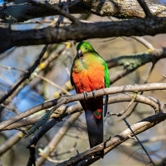 Alisterus scapularis (Australian King-Parrot) at Higgins, ACT - 18 Aug 2025 by AlisonMilton