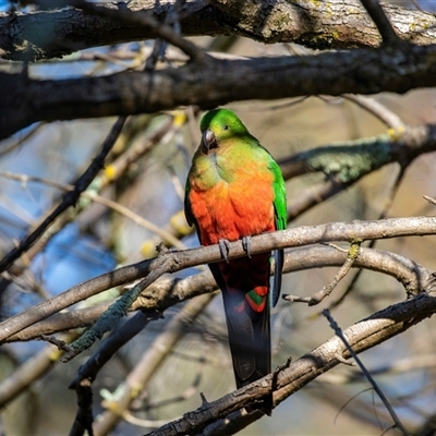 Alisterus scapularis (Australian King-Parrot) at Higgins, ACT - 18 Aug 2025 by AlisonMilton