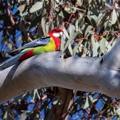Platycercus eximius (Eastern Rosella) at Higgins, ACT - 18 Aug 2025 by AlisonMilton