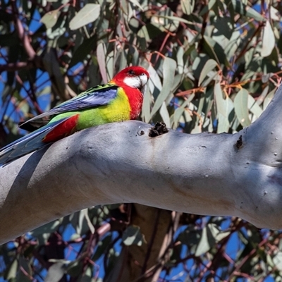 Platycercus eximius (Eastern Rosella) at Higgins, ACT - 18 Aug 2025 by AlisonMilton