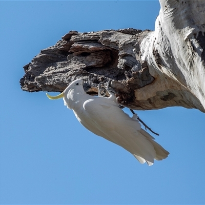 Cacatua galerita (Sulphur-crested Cockatoo) at Higgins, ACT - 18 Aug 2025 by AlisonMilton