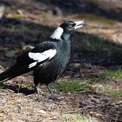 Gymnorhina tibicen (Australian Magpie) at Higgins, ACT - 18 Aug 2025 by AlisonMilton