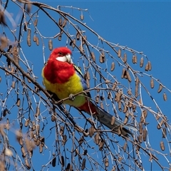 Platycercus eximius (Eastern Rosella) at Higgins, ACT - 18 Aug 2025 by AlisonMilton