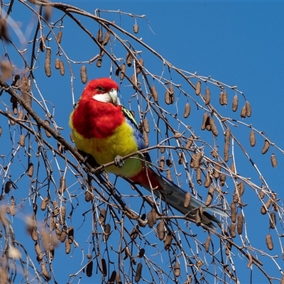 Platycercus eximius (Eastern Rosella) at Higgins, ACT - 18 Aug 2025 by AlisonMilton