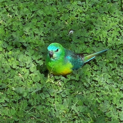 Psephotus haematonotus (Red-rumped Parrot) at Kingston, ACT - 4 Sep 2025 by MatthewFrawley