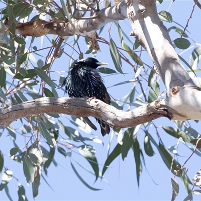 Sturnus vulgaris (Common Starling) at Higgins, ACT - 18 Aug 2025 by AlisonMilton