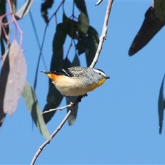 Pardalotus punctatus (Spotted Pardalote) at Higgins, ACT - 18 Aug 2025 by AlisonMilton