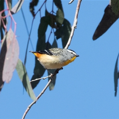 Pardalotus punctatus (Spotted Pardalote) at Higgins, ACT - 18 Aug 2025 by AlisonMilton