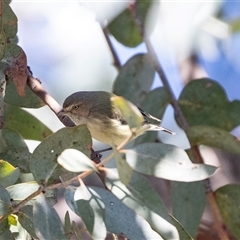 Smicrornis brevirostris (Weebill) at Higgins, ACT - 18 Aug 2025 by AlisonMilton